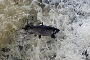 Salmon Photographs by Betty Fold Gallery